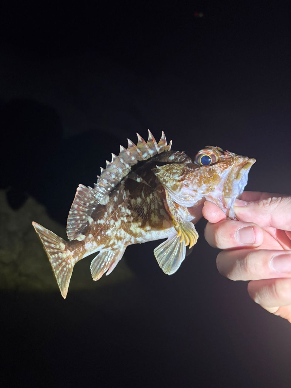 TULALA 18モンストロ 77の最安値・インプレ・釣果 | 本音の口コミが