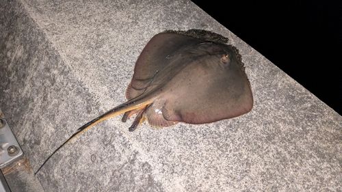 アカエイの釣果