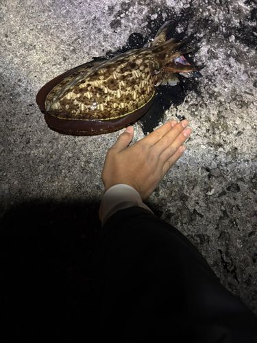 モンゴウイカの釣果
