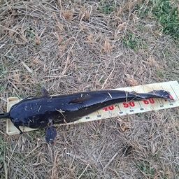 アメリカナマズ