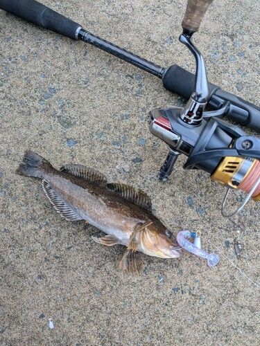 アイナメの釣果