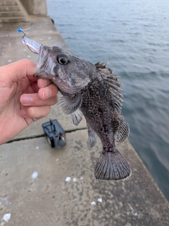 クロソイの釣果