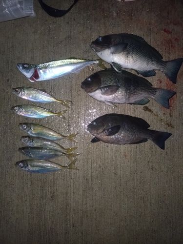 南芦屋浜ベランダ