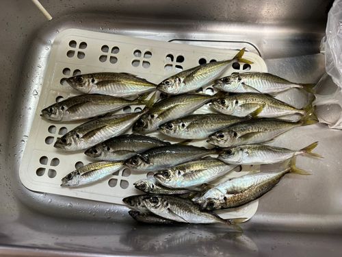 アジの釣果