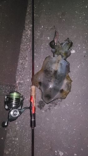 アオリイカの釣果