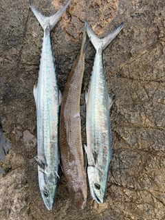 サゴシの釣果