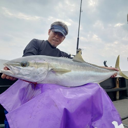 ヒラマサの釣果