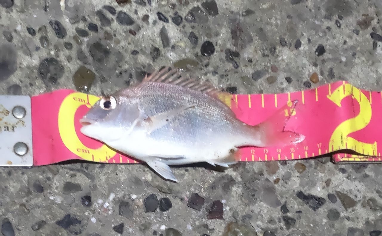 ゴウシュウマダイ