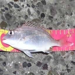 ゴウシュウマダイ