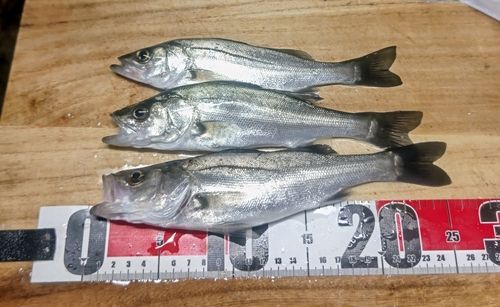 セイゴ（マルスズキ）の釣果