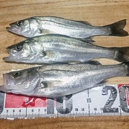 セイゴ（マルスズキ）