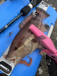 コブダイの釣果