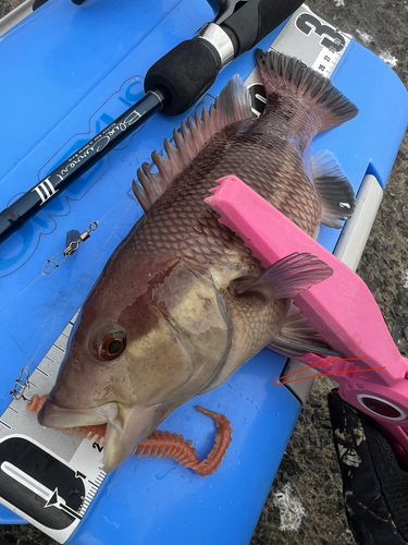 コブダイの釣果