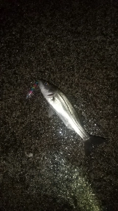 セイゴ（ヒラスズキ）の釣果