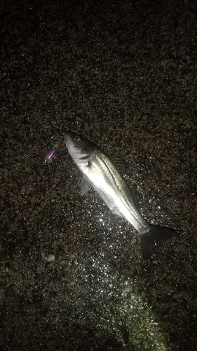 セイゴ（ヒラスズキ）の釣果