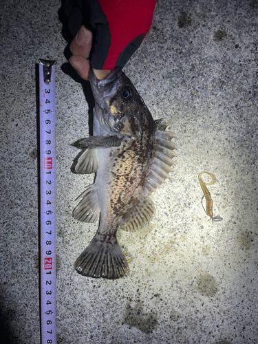 クロソイの釣果