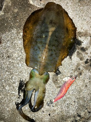 アオリイカの釣果