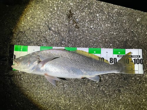 オオニベの釣果