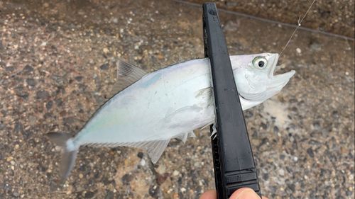 碧南海釣り公園