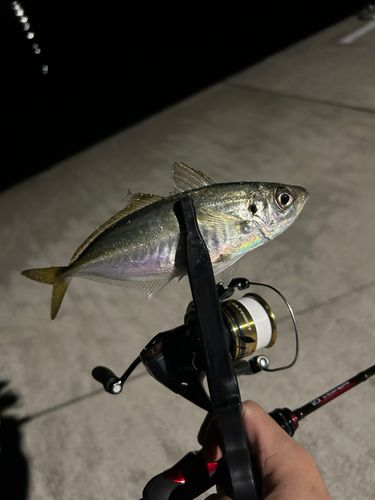 マアジの釣果