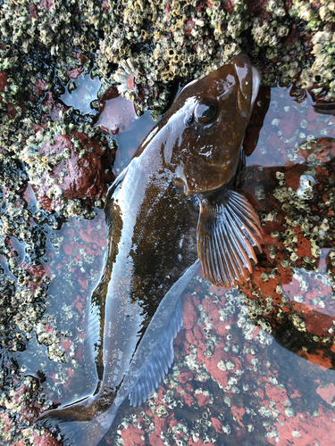 アイナメの釣果