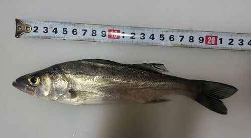 セイゴ（マルスズキ）の釣果