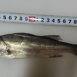 セイゴ（マルスズキ）