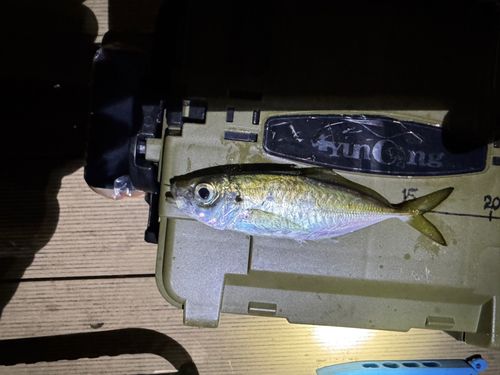 マアジの釣果