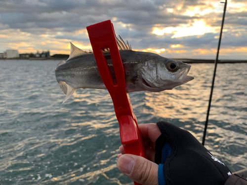 セイゴ（ヒラスズキ）の釣果