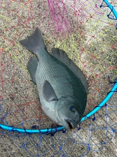 グレの釣果