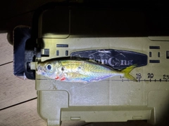 マアジの釣果
