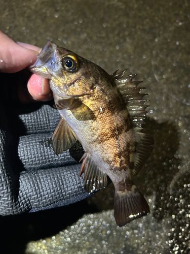 メバルの釣果