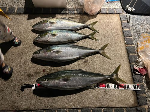 ヤズの釣果