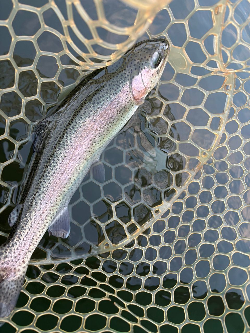 レインボートラウト