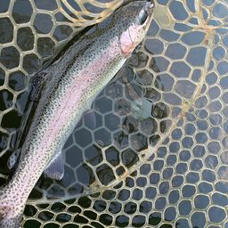 レインボートラウト