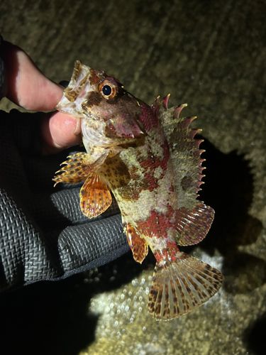 ヨロイメバルの釣果