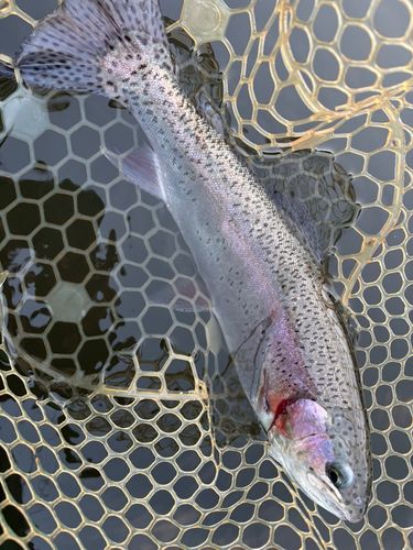 レインボートラウトの釣果