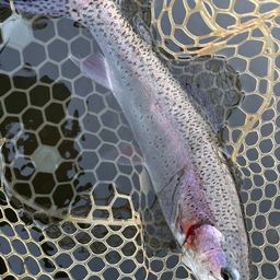 レインボートラウト