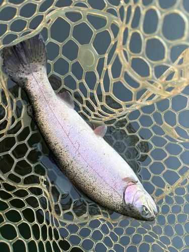 レインボートラウトの釣果