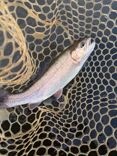 レインボートラウトの釣果