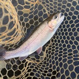 レインボートラウト