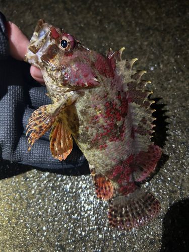 ヨロイメバルの釣果