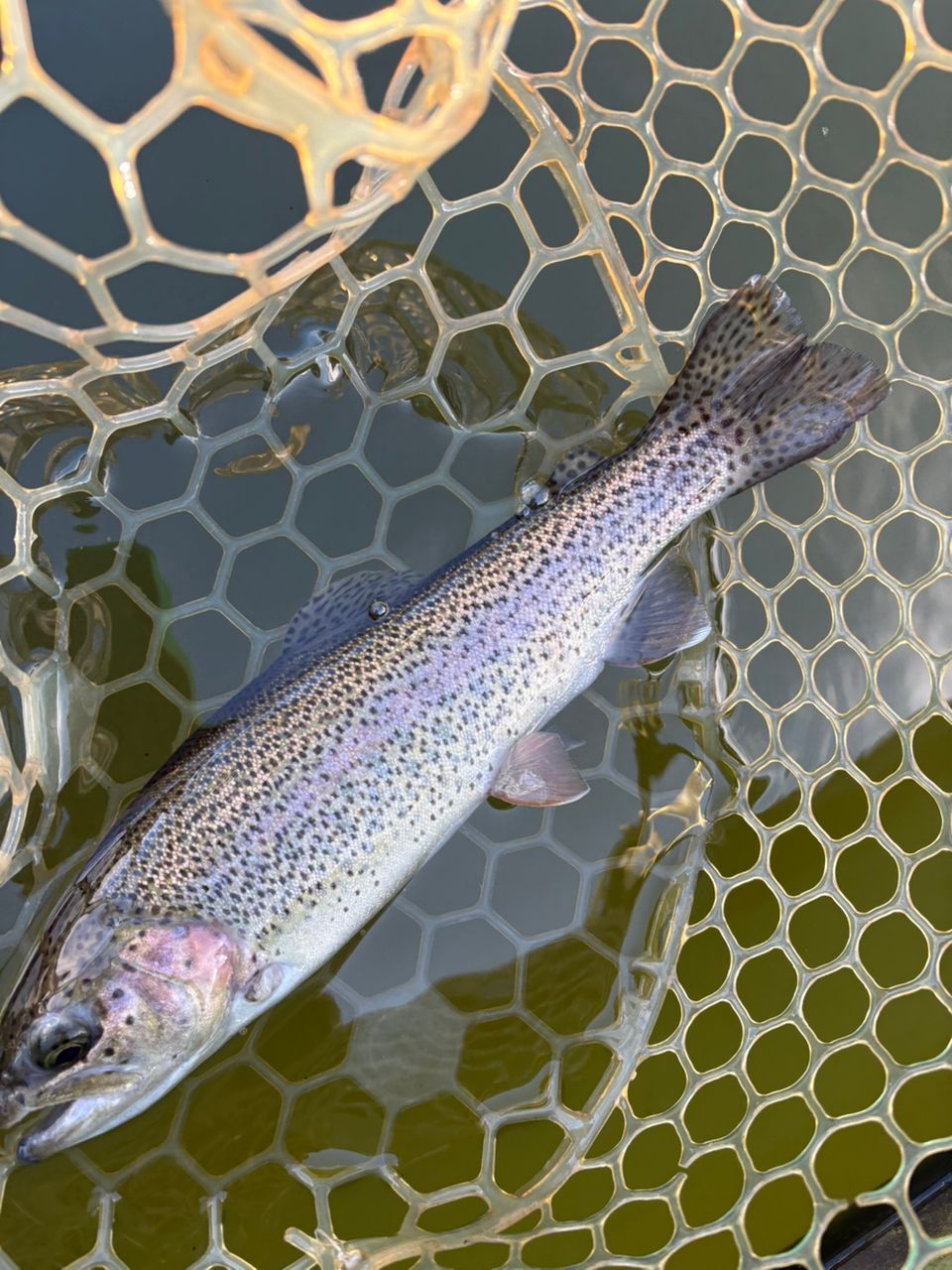 レインボートラウト