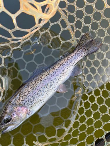 レインボートラウトの釣果