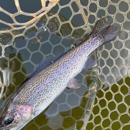 レインボートラウト