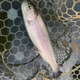 レインボートラウト