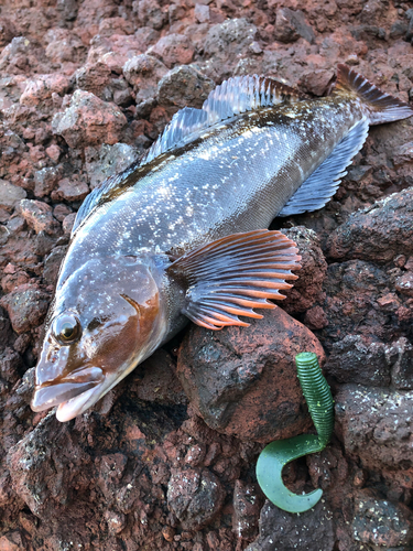 アイナメの釣果