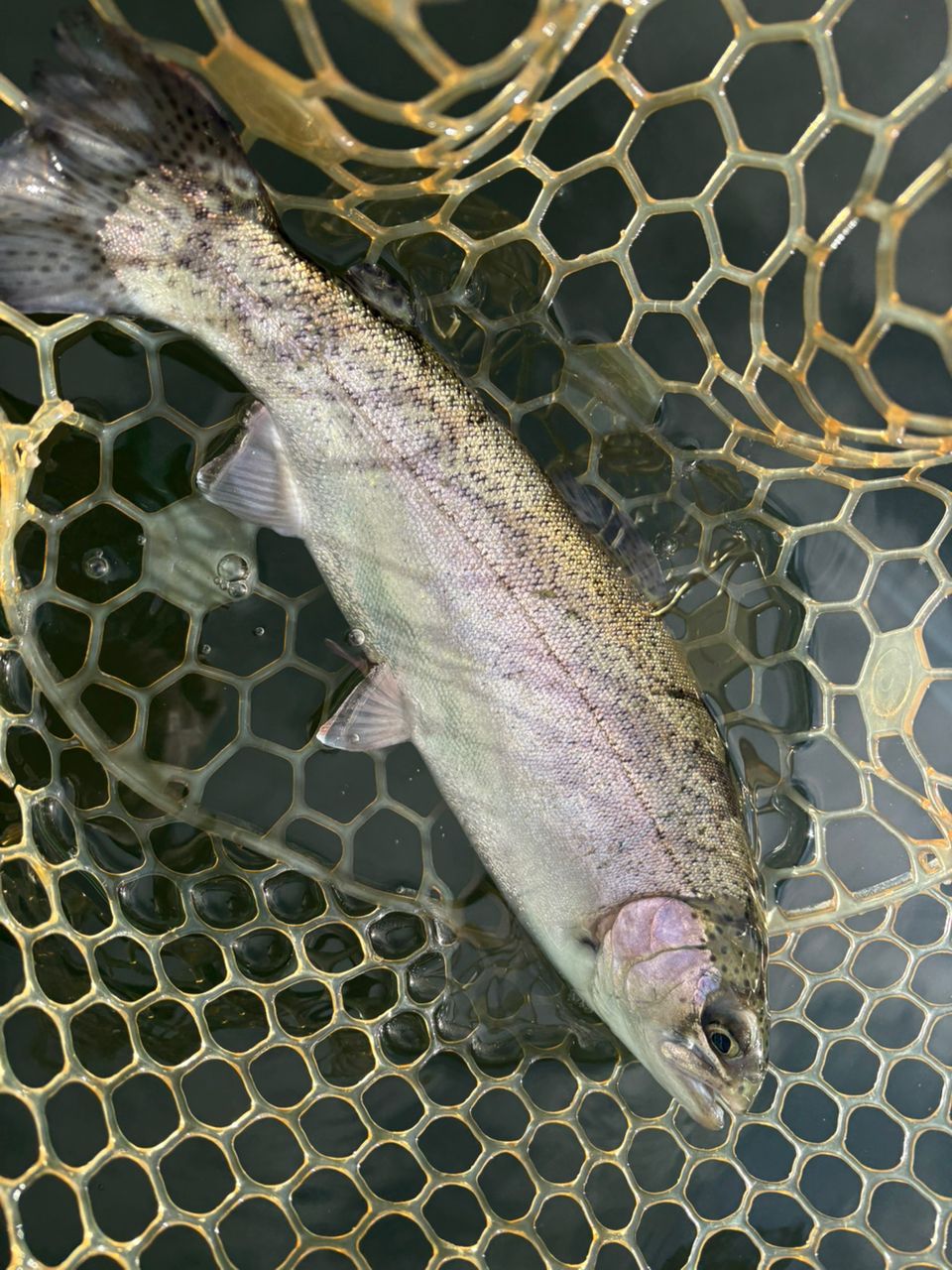 レインボートラウト