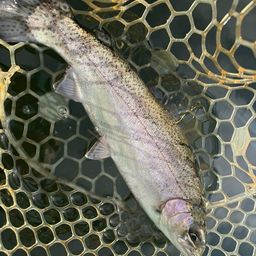 レインボートラウト