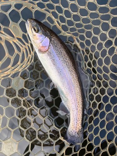 レインボートラウトの釣果